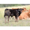 Image 6 : North Slope Farms - 615# November Delivery Steer Calves - 95 Head (Czar, AB)