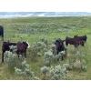 Image 7 : Dot Bar Dot Ranch - 575# November Delivery Steer Calves - 100 Head (Fox Valley, SK)