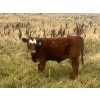 Image 16 : Blaine & Sue Hudec - 615# November Delivery Steer Calves - 80 Head (Jenner, AB)