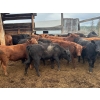 Image 8 : DJ Fridlington - 720# May Delivery Heifers - 82 Head (Kersley, BC)