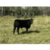 Image 6 : HLRC Ltd. - 540# November Delivery Steer Calves - 105 Head (Halkirk, AB)
