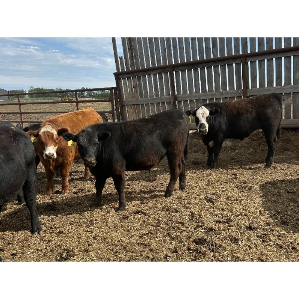 Westland Cattle Ltd. - 860# June Delivery Steers - 29 Head (Leduc, AB)
