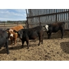 Image 1 : Westland Cattle Ltd. - 860# June Delivery Steers - 29 Head (Leduc, AB)