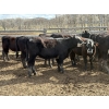 Image 2 : Nelson Creek Ranch - 741# May Delivery Heifers - 26 Head (Claresholm, AB)
