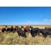Image 3 : Spring Creek Colony - 890# September Delivery Grass Heifers - 120 Head (Central Butte, SK)