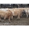 Image 25 : Vossepoel Cattle Co. - 630# December Delivery Weaned Heifers - 250 Head (Tilley, AB)