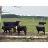 Image 4 : Franklin Cattle Co. - 600# December Delivery Heifer Calves - 200 Head (Marwayne, AB)