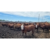 Image 4 : Ripple Rock Ranch - 875# July Delivery Heifers - 170 Head (Fincastle, AB)