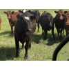 Image 4 : Church Hill Land & Cattle - 15 Black/BBF April/May Calving Bred Heifers (Coderre, SK)
