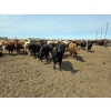 Image 6 : Driland Feeders - 900# June Delivery Heifers - 270 Head (Burdett, AB)