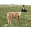 Image 4 : Saddleridge Farming - 640# November Delivery Steers - 100 Head (Rosemary, AB)