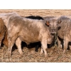 Image 4 : Copperfield Farming - 710# February Delivery Steers - 90 Head (Vauxhall, AB)