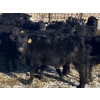 Image 3 : Rock Creek Cattle Co. Ltd. - 560# December Delivery Weaned Steers - 72 Head (Nanton, AB) VBP+