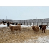 Image 4 : Franklin Cattle Co. - 550# February Delivery Heifers - 82 Head (Grenfell, SK)