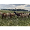 Image 3 : Eagle Creek Ranching Ltd. - 625# Steers Calves - 90 Head (Sundre, AB)