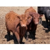 Image 6 : Leon Torkelson - 650# May Delivery Steers - 90 Head (Millicent, AB)