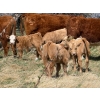 Image 2 : Sand Creek Enterprises - 580# October Delivery Heifer Calves - 23 Head (Duchess, AB)
