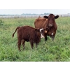 Image 21 : Malarky Farms - 35 Red/Red X Cow/Calf Pairs (Newdale, MB)