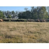 Image 3 : Lazy S Four Ranches - 975# September Delivery Grass Steers - 64 Head (Donalda, AB)