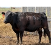 Image 14 : Kyle Torkelson - 10 Black 1st Calf Pairs (Millicent, AB)