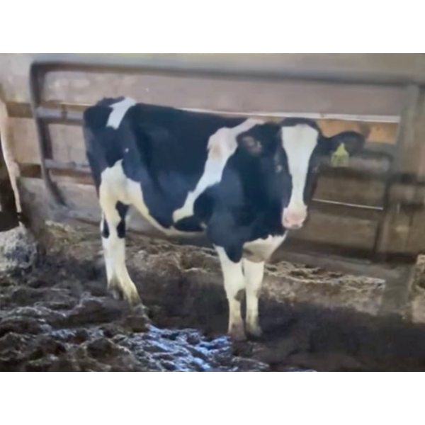Iberg Farms Ltd. - 525# Holstein Steers - 19 Head (Langley, BC)