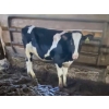 Image 1 : Iberg Farms Ltd. - 525# Holstein Steers - 19 Head (Langley, BC)
