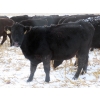 Image 7 : Little Rainbow Ranch - 22 Black & BBF Simm X Angus 3rd Calf Spring Calvers (Moosomin, SK)