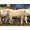 Image 3 : Brandt Boys Inc. - 975# August Delivery Heifers - 65 Head (Tolstoi, MB)