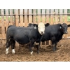 Image 3 : Brandt Boys Beef & Grain - 950# July Delivery Steers - 134 Head (Tolstoi, MB)