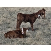 Image 5 : Rolling N Ranches (Nolan & Amanda Osadczuk) - 80 Heifer Pairs