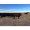 Image 10 : EJB Ranch - 540# November Delivery Steer Calves - 80 Head (Maple Creek, SK)