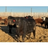 Image 11 : Justin Tateson - 950# February Delivery Steers - 65 Head (Scandia, AB)