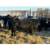 Image 14 : Salty Fox Farms - 50 Black Simm X Bred Heifers (Fork River, MB)