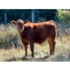 Image 5 : Meyer Cattle Inc. - 680# Weaned Steers - 90 Head (Lethbridge, AB)
