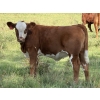 Image 3 : Les & Sharlene Bjorge - 540# October Delivery Heifer Calves - 35 Head (Eckville, AB)
