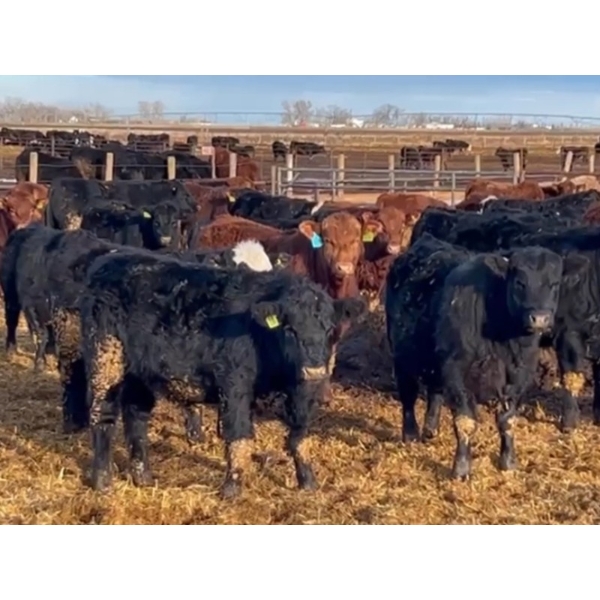 Justin Tateson - 1020# March Delivery Steers - 130 Head (Scandia, AB)
