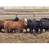 Image 6 : Bruce & Judy Dickson - 909# May Delivery Heifers - 50 Head (Leslieville, AB)