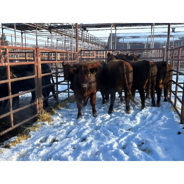 Calberta Farms - 5 Heifers (Pen 405)
