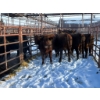 Image 1 : Calberta Farms - 5 Heifers (Pen 405)