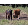 Image 5 : Blair Brost - 725# Oct/Nov Delivery Steer Calves - 70 Head (Piapot, SK)