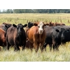 Image 2 : Riverbend Ranch - 1080# October Delivery Grass Steers - 180 Head (Coronation, AB)