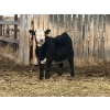 Image 2 : Lake Thelma Farms - 550# November Delivery Steer Calves - 50 Head (Coronation, AB)