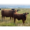 Image 7 : Edge-Hughes Cattle Co. - 550# October Delivery Steer Calves - 90 Head (Cochrane, AB)
