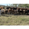 Image 6 : Franklin Cattle Co. - 575# December Delivery Weaned Heifers - 200 Head (Grenfell, SK)