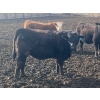 Image 8 : Hawk Ranching - 990# April Delivery Steers - 174 Head (Nanton, AB)