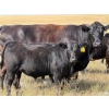 Image 3 : Andrew Cattle Co. - 700# October Delivery Steer Calves - 85 Head (Regina, SK)