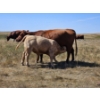 Image 3 : Johnston Ranches - 690# October Delivery Steer Calves - 80 Head (Cereal, AB)