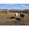 Image 8 : SVM Farms - 630# May Delivery Steers - 67 Head (Vauxhall, AB)