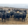 Image 2 : Lost River Farming - 1000# April Delivery Steers - 305 Head (Allan, SK) VBP+