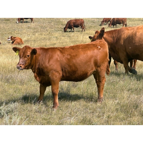 Wilson Grande Coulee Ranch - 600# Sept/Oct Delivery Heifer Calves - 30 Head (East Coulee, AB) VBP+